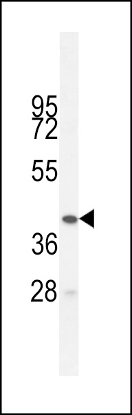BTNL3 Antibody