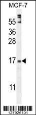 ZNF720 Antibody