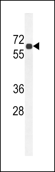 BCDO2 Antibody