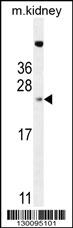 ADO Antibody