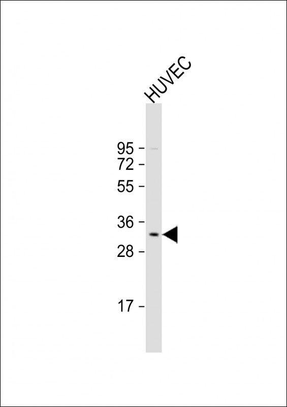 CAF-1 Antibody
