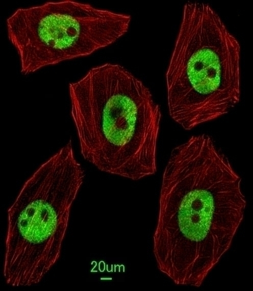 UNCX Antibody