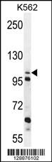 C4orf21 Antibody