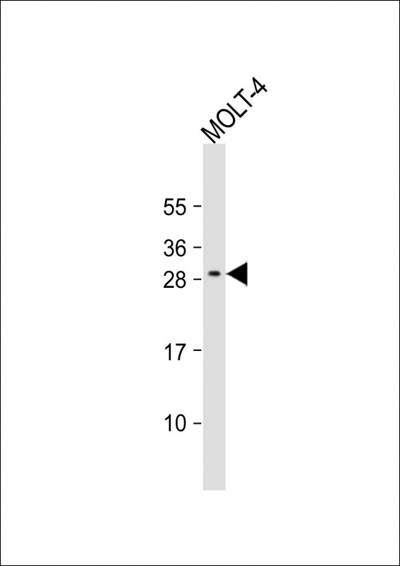ALKBH6 Antibody