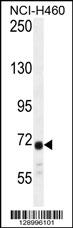 ATXN7L2 Antibody