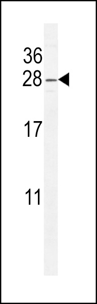 ARL8 Antibody