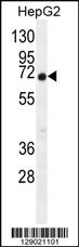 C9JLR9 Antibody