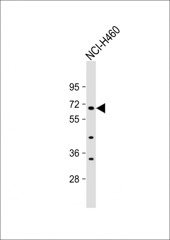 ZNF813 Antibody