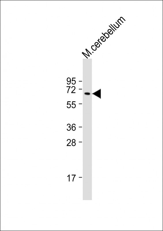 UGT8 antibody