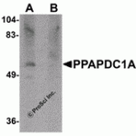 Western blot analysis of PPAPDC1A in human brain tissue lysate with PPAPDC1A antibody at 1 μg/mL in (A) the absence and (B) the presence of blocking peptide.