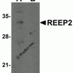 Western blot analysis of REEP2 in mouse lung tissue lysate with REEP2 antibody at 1 μg/mL in (A) the absence and (B) the presence of blocking peptide.