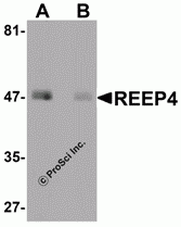 REEP4 Peptide