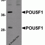Western blot analysis of POU5F1 in mouse liver tissue lysate with POU5F1 antibody at 1 µg/mL in (A) the absence and (B) the presence of blocking peptide.