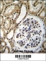 BRUNOL6 Antibody