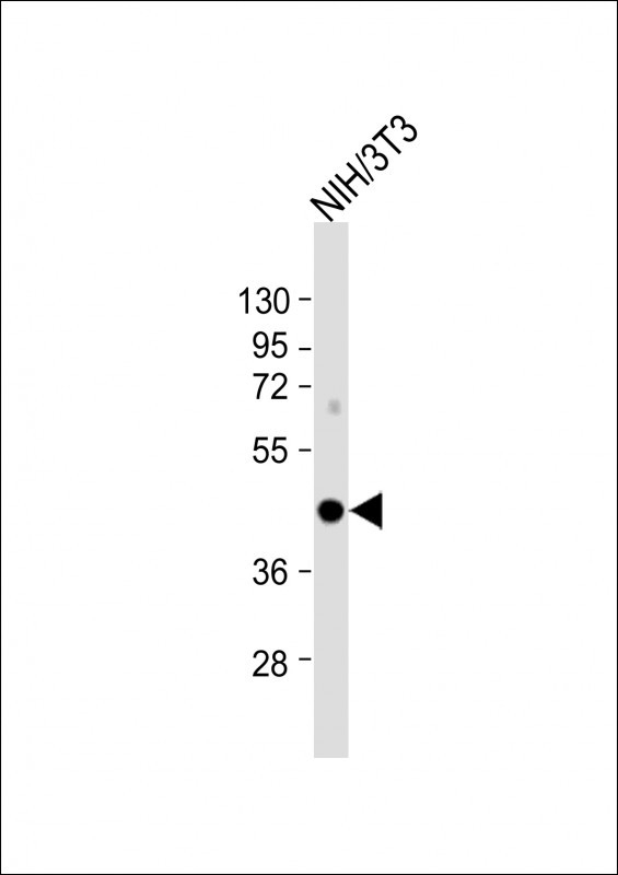 IRF9 Antibody