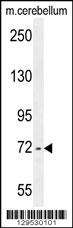 ZBT24 Antibody