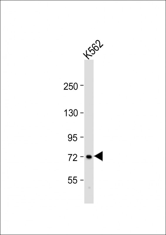 WDR42C Antibody