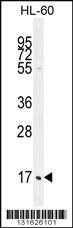 C1QC Antibody