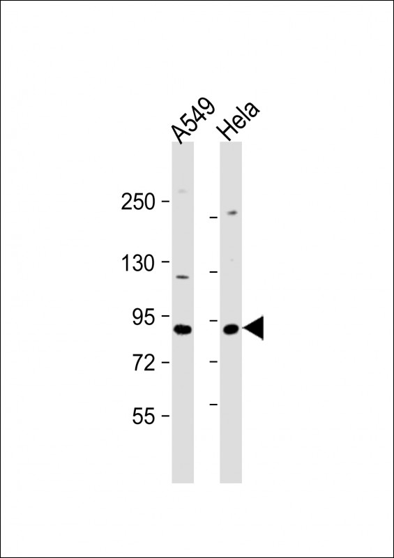 XRCC5 Antibody
