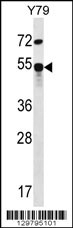 ZFP14 Antibody
