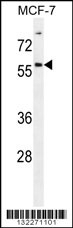 ZNF165 Antibody