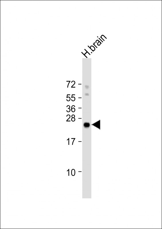 ARHB Antibody