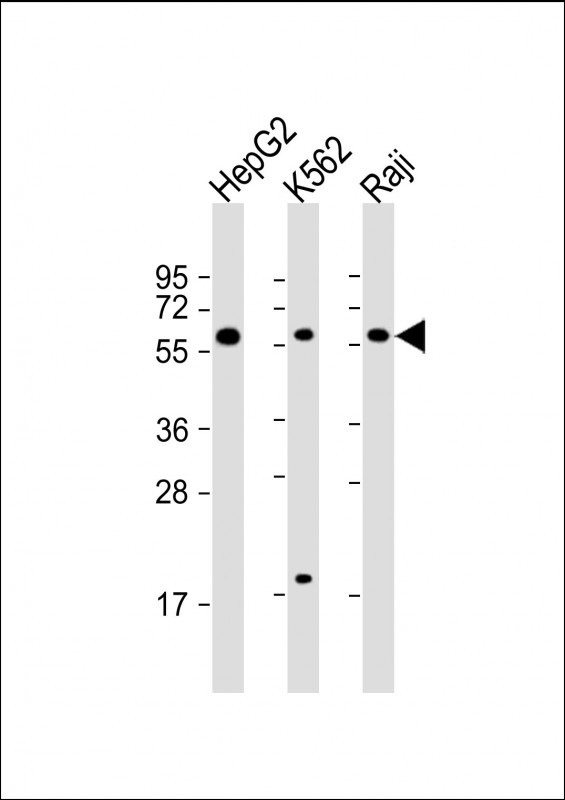 TGFB1 Antibody