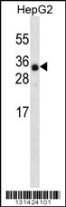 ANR46 Antibody