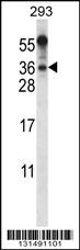 BEND6 Antibody