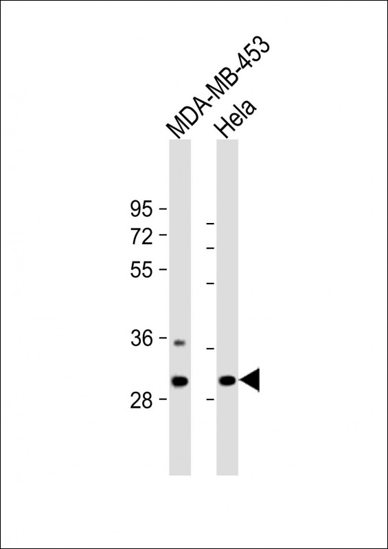 BPGM Antibody