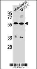ABCG4 Antibody