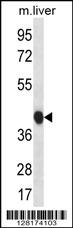 BEND7 Antibody