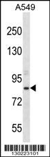 ASPH Antibody