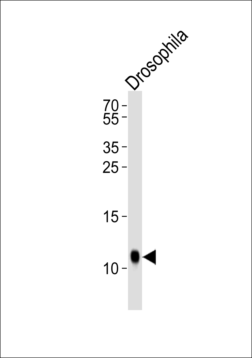 D SUMO Antibody