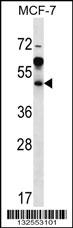 ARFIP1 Antibody