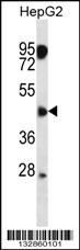 ASAM Antibody