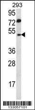 ABHD2 Antibody