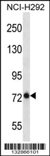 BMPER Antibody