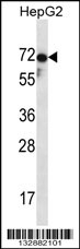 ZP1 Antibody