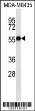 ASB4 Antibody