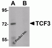 TCF3 Peptide