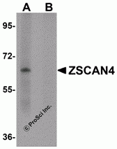 ZSCAN4 Peptide