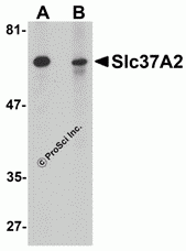 Slc37A2 Peptide