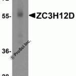 Western blot analysis of ZC3H12D in THP-1 cell lysate with ZC3H12D antibody at 1 μg/mL in (A) the absence and (B) the presence of blocking peptide.