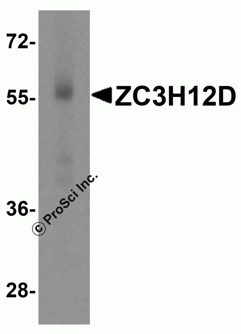 ZC3H12D Peptide