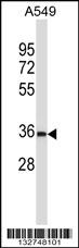 BEAN Antibody