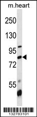 BRD7 Antibody