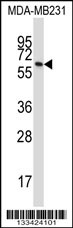 BTN3A1 Antibody
