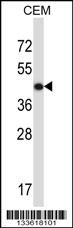 ACTG2 Antibody