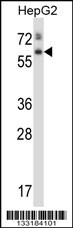 ASPG Antibody